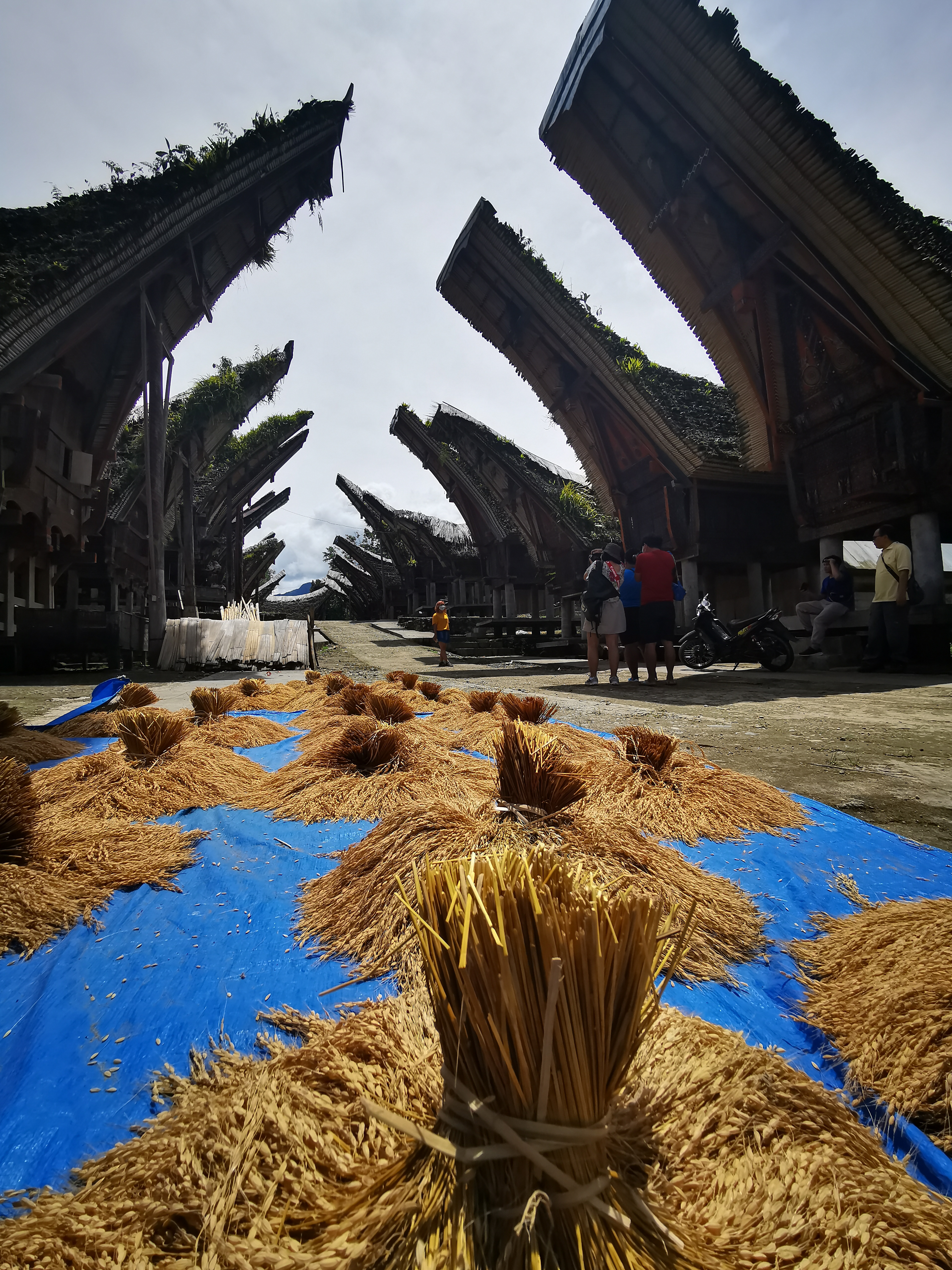 Sulawesi